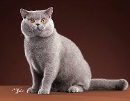 Принц Чарли, британский котёнок золотого окраса