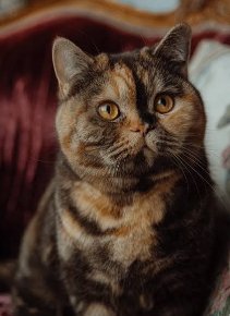 Британская кошка, Мурзовия