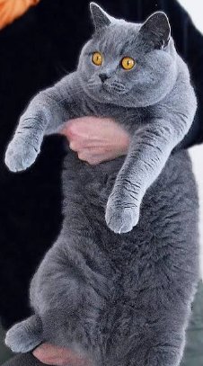 Британский кот, Мурзовия