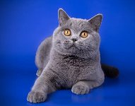 Британский кот, Мурзовия