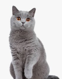 Британский кот, Мурзовия
